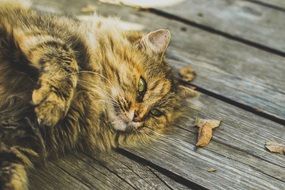 cat lies on wooden planks