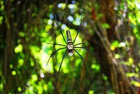 Spider Web Spider Web Spiderweb