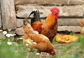 Cock Chicken