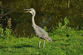 Bird Heron