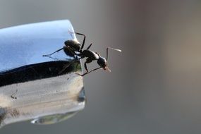 black Ant on water tap