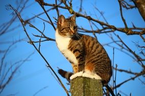 cat sits on a wooden post