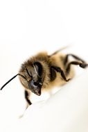 closeup of a bee on the white background