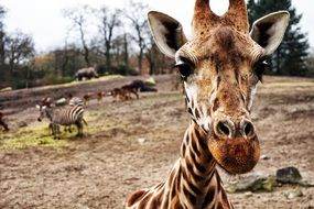 Giraffe and zebra