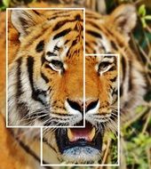 tiger, photo collage