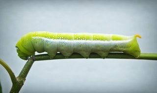 huge caterpillar on the stem