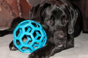 black St. Bernard with a ball