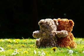 teddy bears in love on green grass