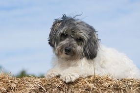 Lawchen dog is lying on the straw