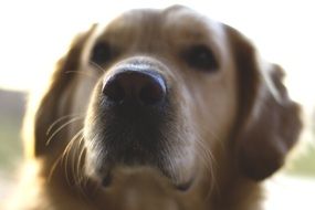 Close-up of the beautiful and colorful golden retriever