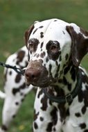 adorable Dalmata dog portrait