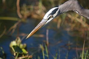 Great Blue Heron, Bird Portrait in wild