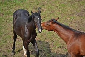 horses grazing in a pasture