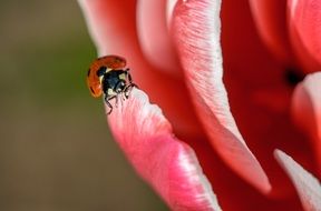 Ladybug on the pink flower