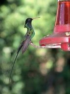 charming tiny hummingbird