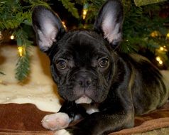 french bulldog puppy under the Christmas tree