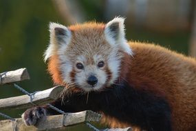 Red Panda Looking