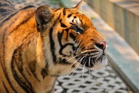 dangerous tiger under the rays of the morning sun