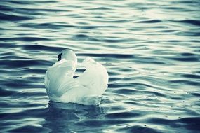 monochrome photo of white swan