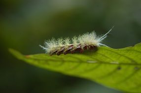 hairy caterpillar on the leaf close-up on blurred background