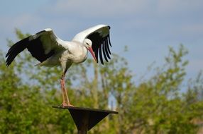 Stork made a landing on the pillar