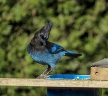 blue steller's jay