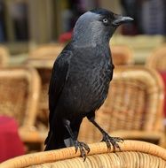 Raven Bird Animal Black portrait