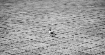 seagull walking on the pavement