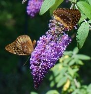 two passion butterflies in the spring garden