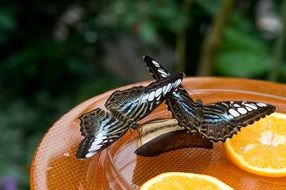 two butterflies on feeder