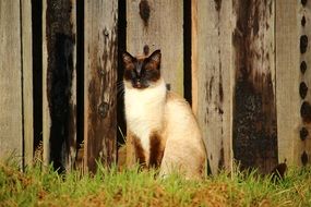 Siamese cat by the wooden fence