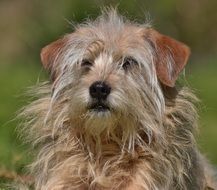 hairy hybrid dog close up