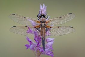 dragonfly with transparent wings on a purple flower