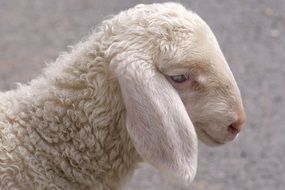 Young white sheep
