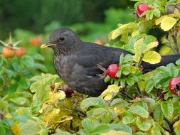 blackbird on a bush with red berries close up
