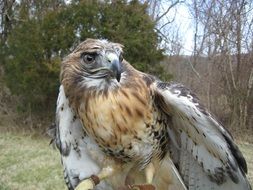 Beautiful perched red tailed hawk among the plants