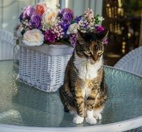 Cat on a table next to a vase of flowers
