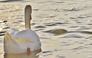 Swan in animal world