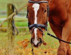 brown horse in autumn on the pasture