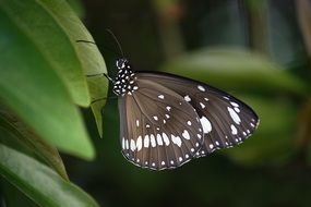 Butterfly with the brown and white wings