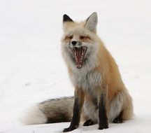 grin of red fox on the snow