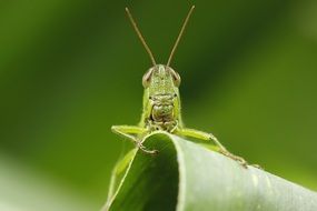 Macro photo of the green grasshopper on the leaf