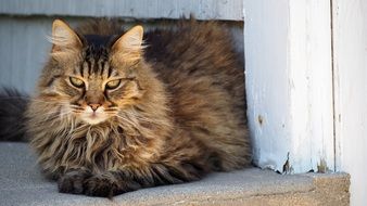 fluffy outdoor cat