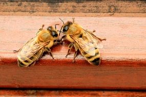 two bees on a hive