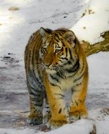 tiger in the snow