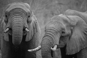 Black And White photo African elephants