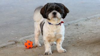 playful black and white dog with a ball