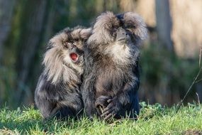 Lion Tailed Macaques