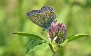 cute lovely Common Blue Klee