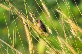 tiny maya bird in wildlife